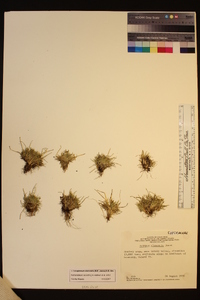 Trichophorum clementis image